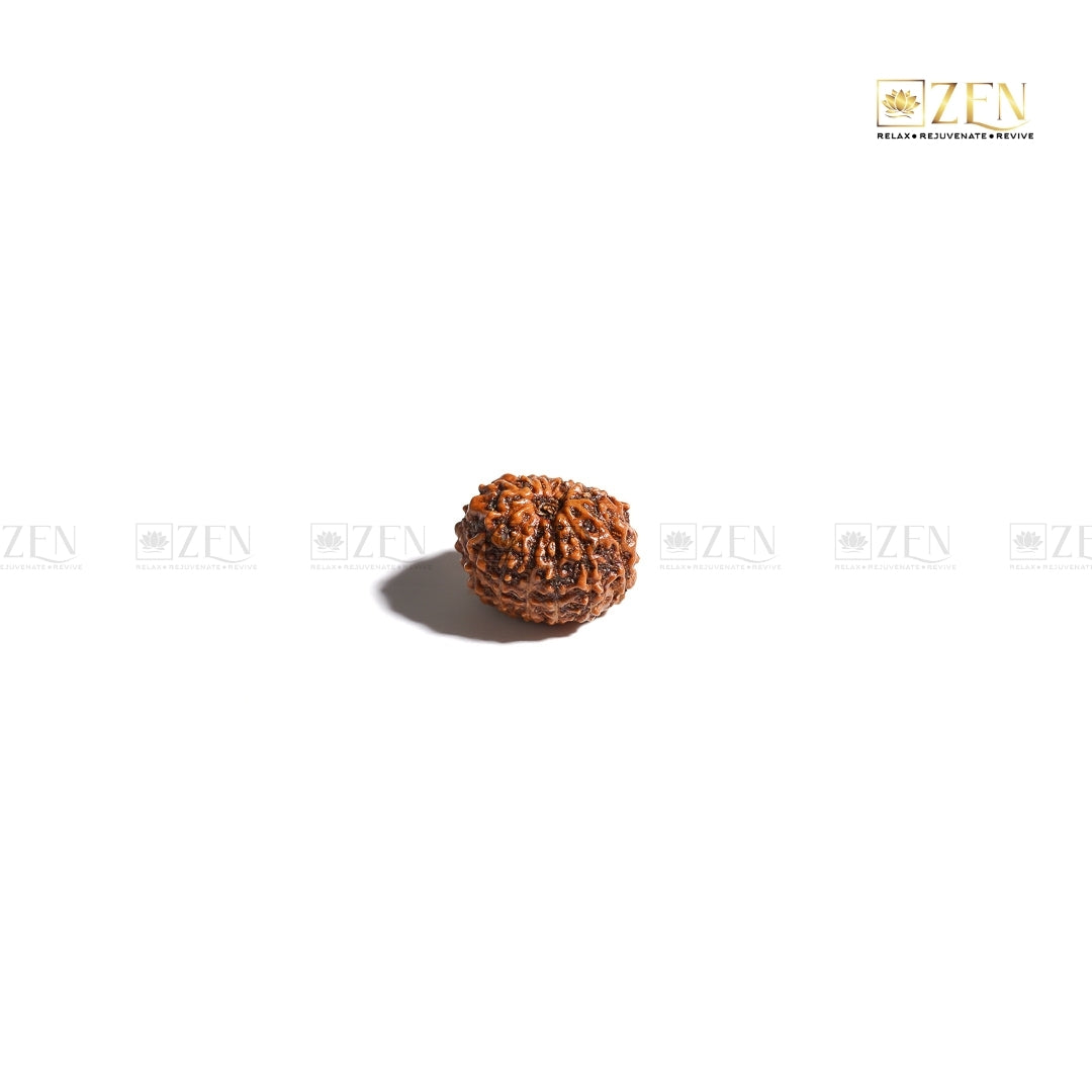 Indonesian 11 Mukhi Rudraksha | The Zen Crystals