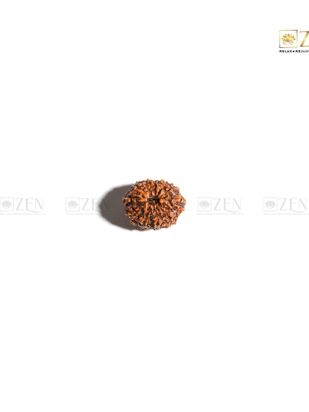 Indonesian Eleven Mukhi Rudraksha | The Zen Crystals