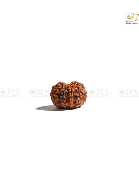 Eleven Mukhi Rudraksha from Indonesia | The Zen Crystals