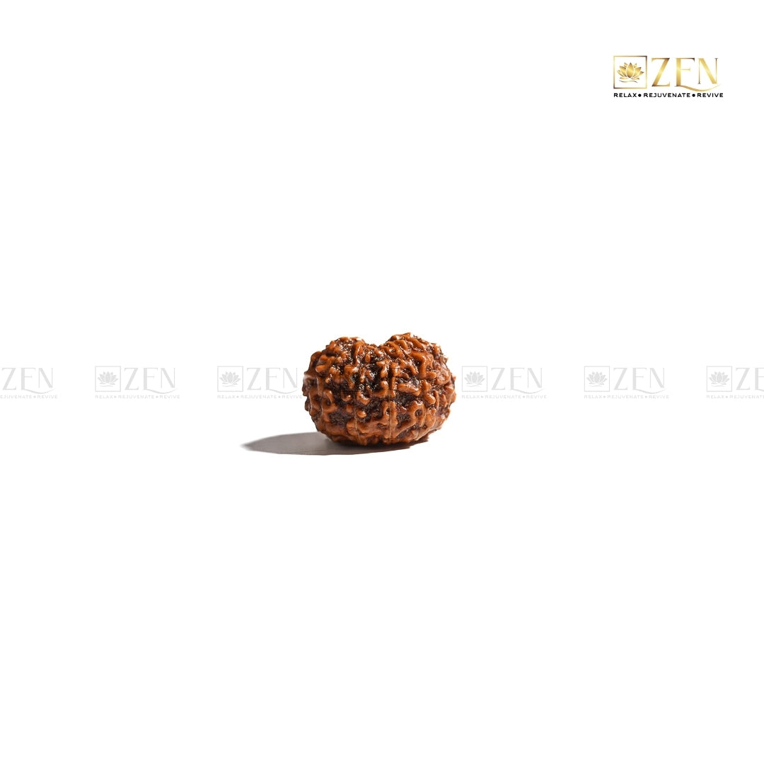 Eleven Mukhi Rudraksha from Indonesia | The Zen Crystals