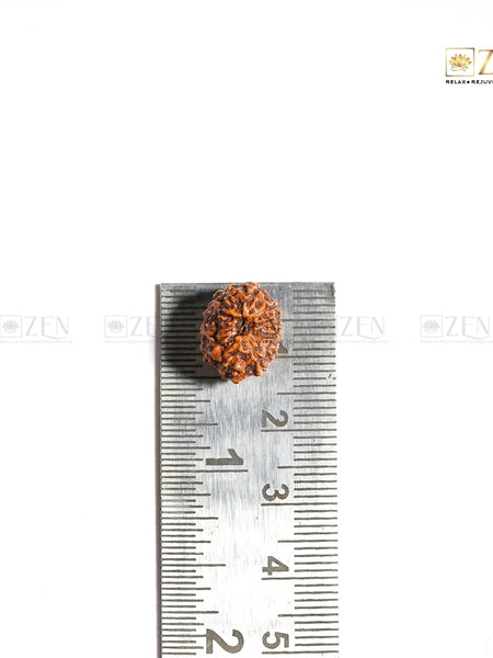 Natural Indonesian 11 Mukhi Rudraksha | The Zen Crystals