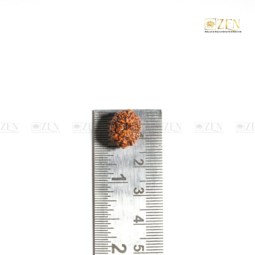 Natural Indonesian 11 Mukhi Rudraksha | The Zen Crystals