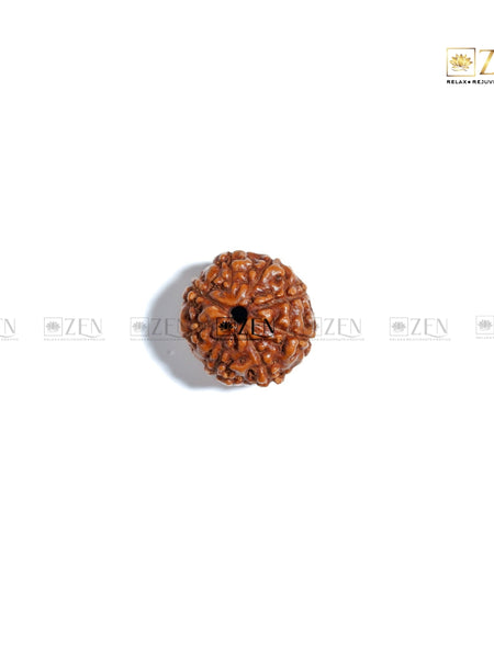 8 Mukhi Rudraksha - Indonesia