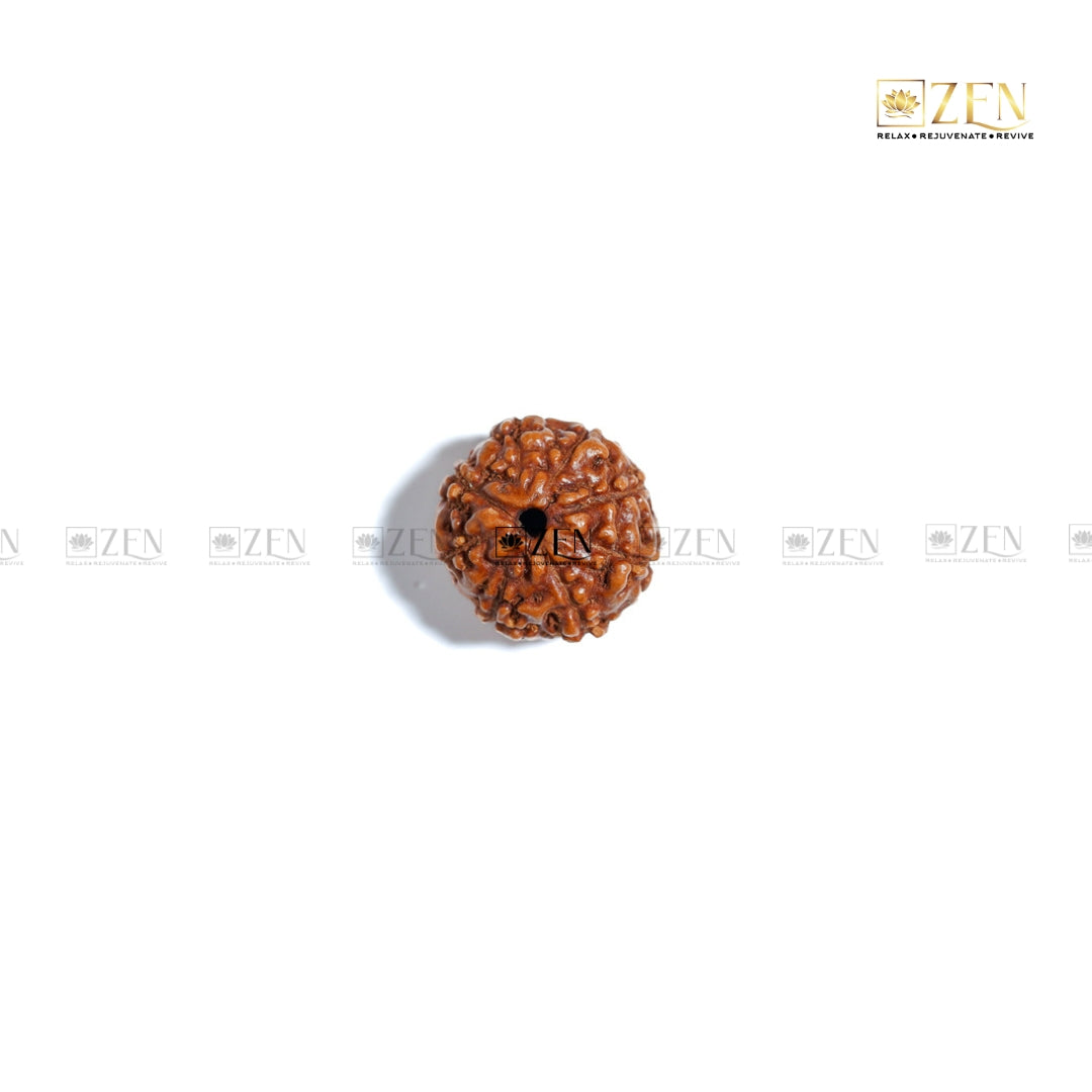 8 Mukhi Rudraksha - Indonesia