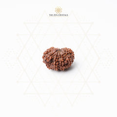 10 mukhi nepali rudraksha bead on a white background with 'The Zen Crystals' logo.