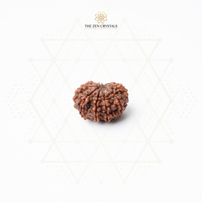 10 mukhi nepali rudraksha bead on a white background with 'The Zen Crystals' logo.