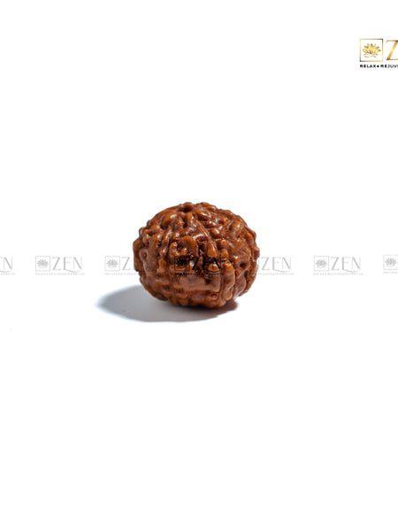 8 Mukhi Rudraksha - Indonesia