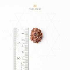 10 mukhi nepali Rudraksha seed next to a ruler on a white background with 'The Zen Crystals' branding.