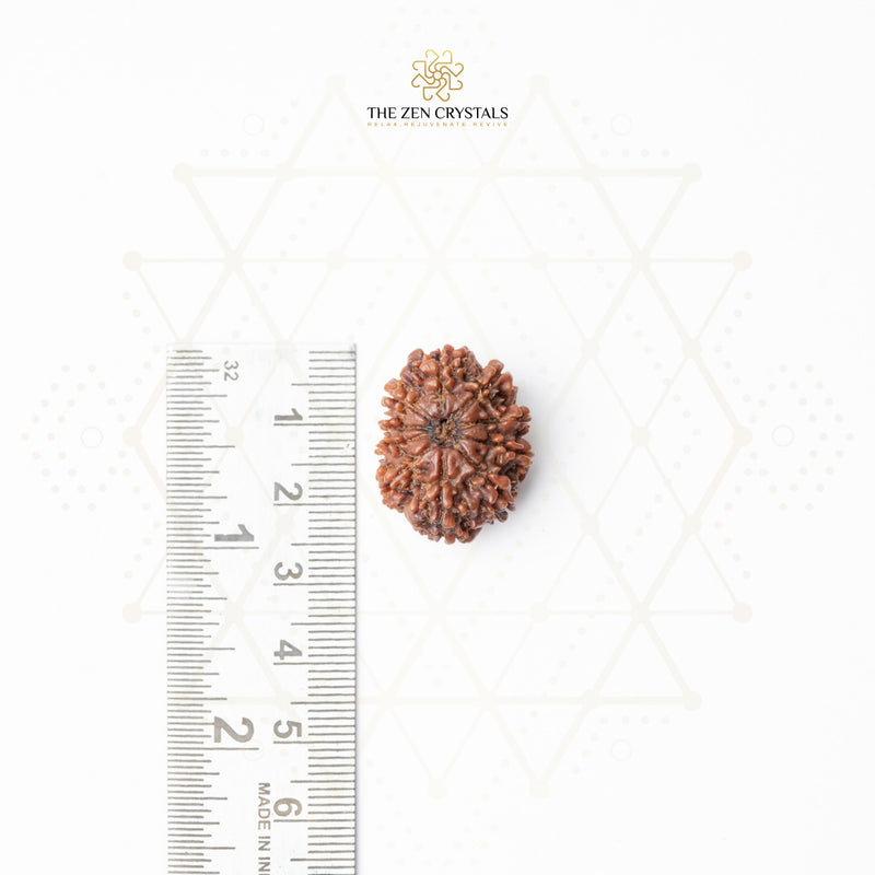 10 mukhi nepali Rudraksha seed next to a ruler on a white background with 'The Zen Crystals' branding.