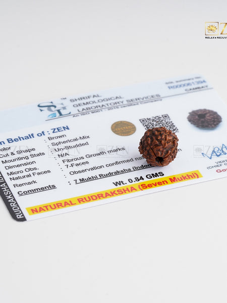 7 Mukhi real rudraksha | The Zen Crystals