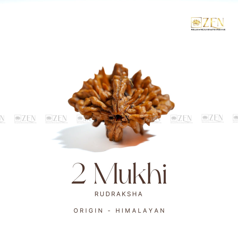 do mukhi rudraksha | the zen crystals