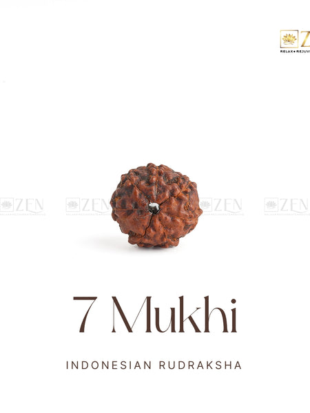 7 Mukhi Rudraksha | The Zen Crystals
