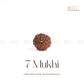 7 Mukhi Rudraksha | The Zen Crystals