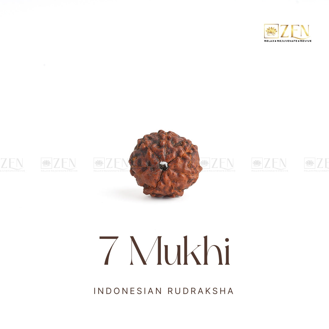 7 Mukhi Rudraksha | The Zen Crystals