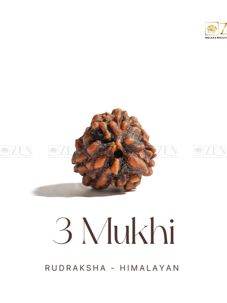 teen mukhi rudraksha | the zen crystals