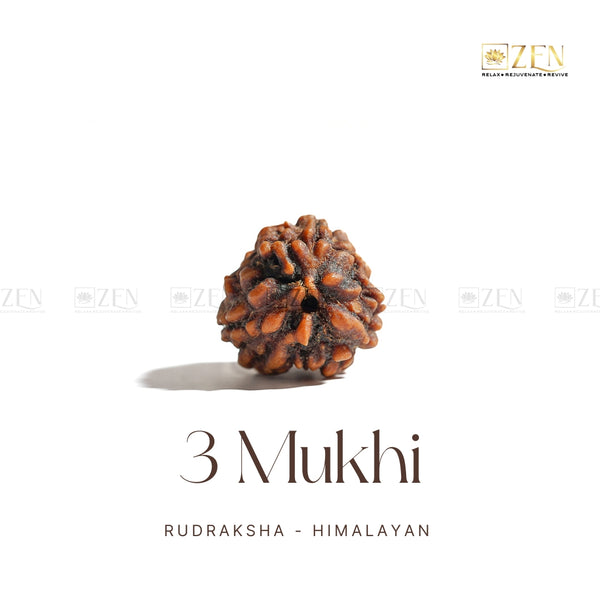 teen mukhi rudraksha | the zen crystals