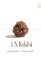 teen mukhi rudraksha | the zen crystals