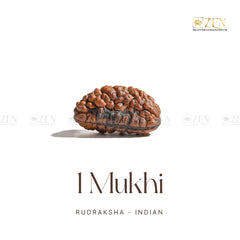 1 Mukhi Rudraksha (Himalayan)