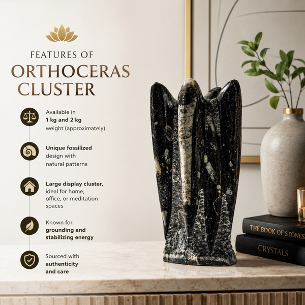 Orthoceras cluster fossil on a shelf with decorative items and text about its features.