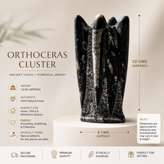 Orthoceras cluster fossil on a beige background with product details.